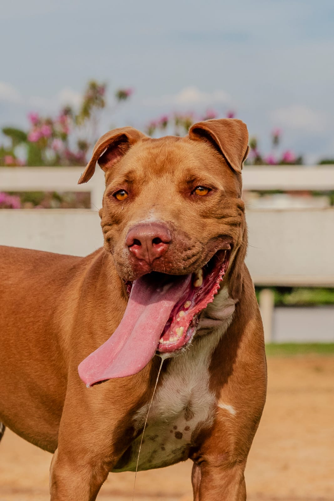 Cães para Adoção
