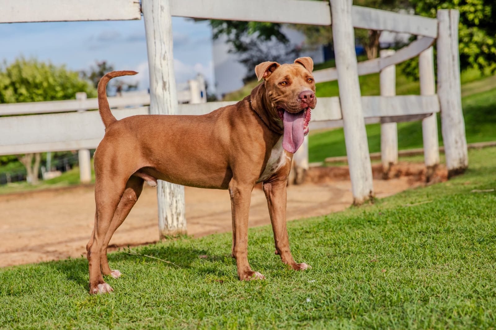 Cães para Adoção