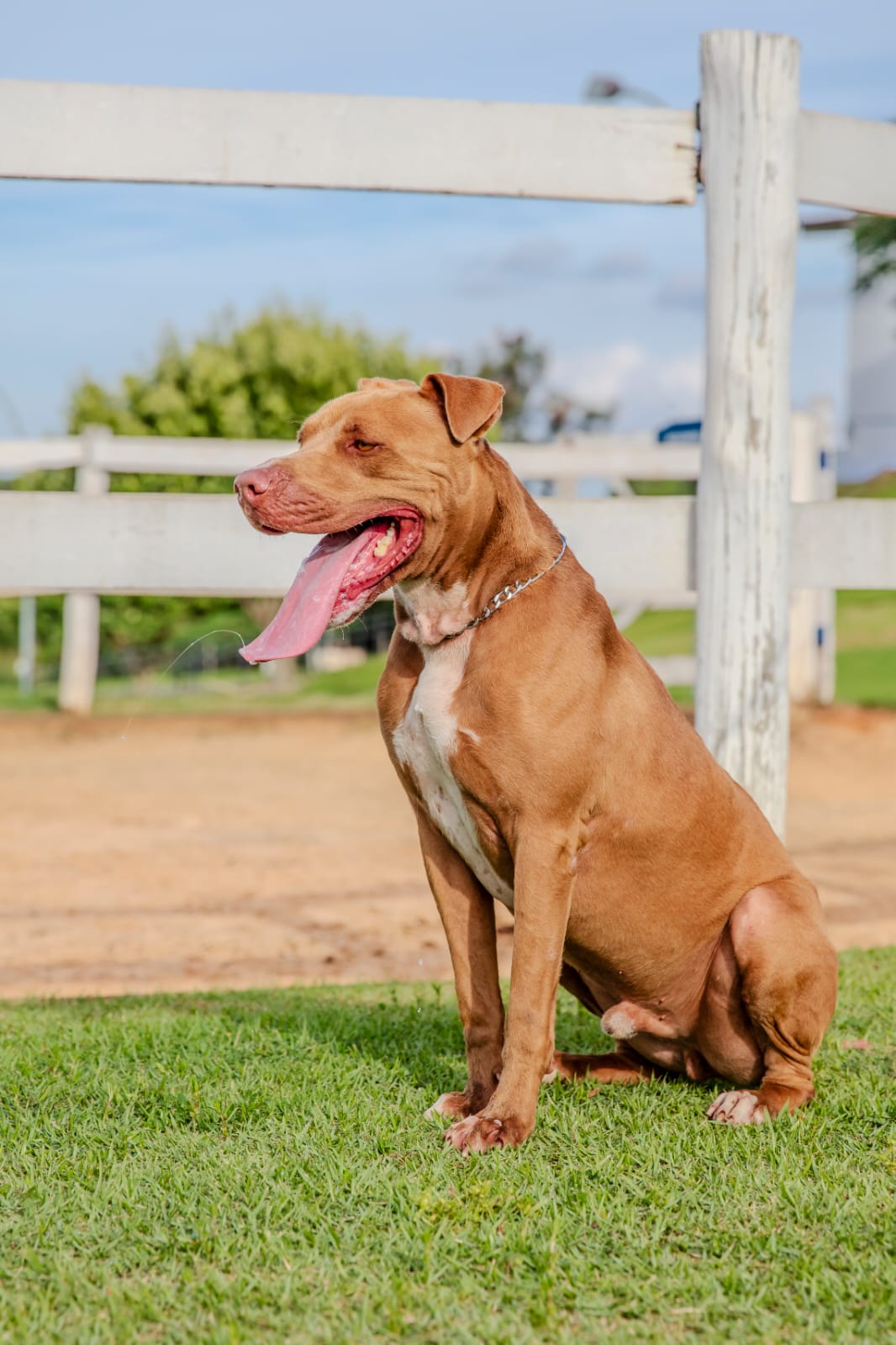 Cães para Adoção