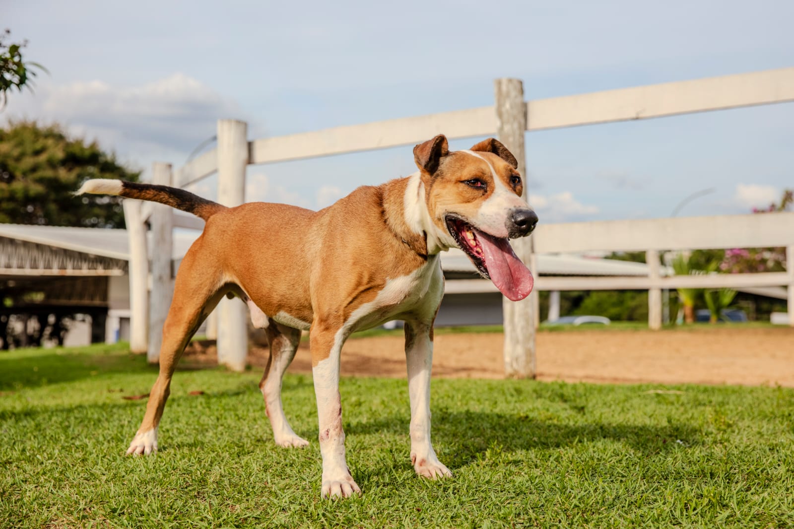 Cães para Adoção