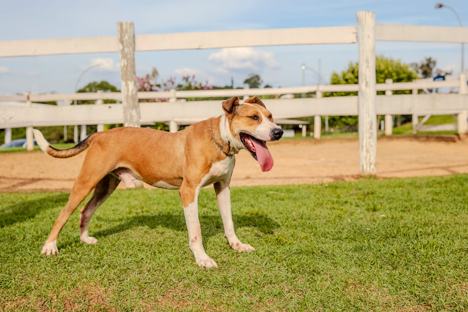 Cães para Adoção