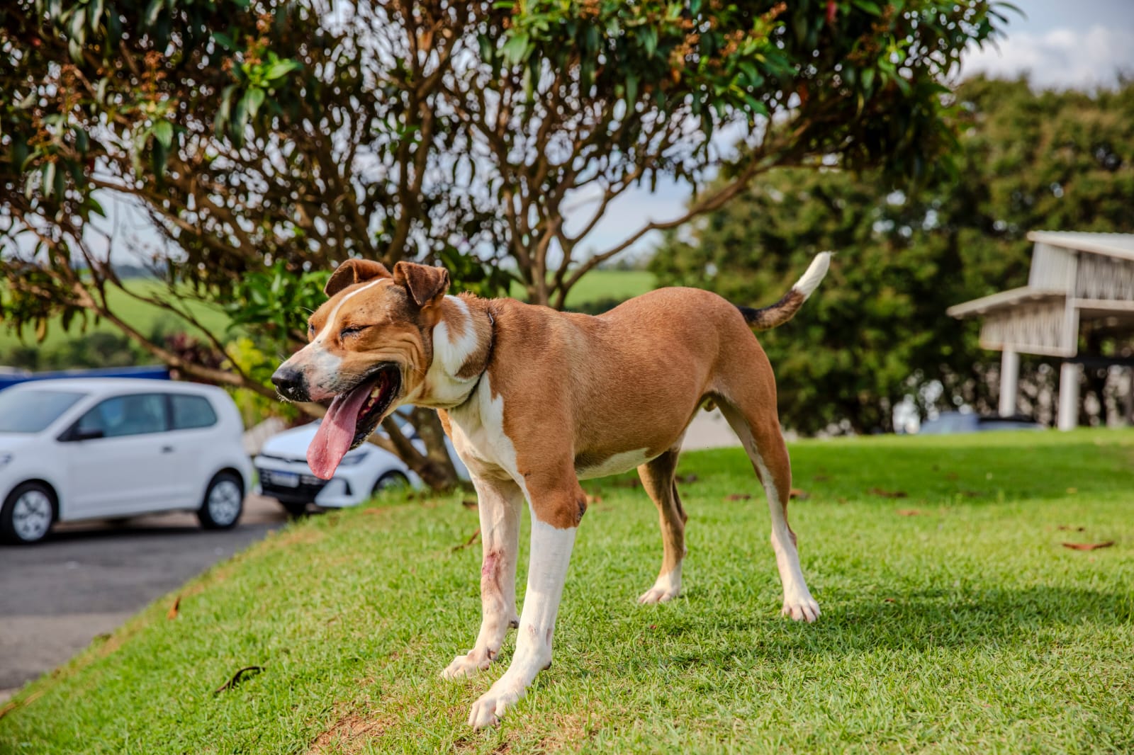 Cães para Adoção