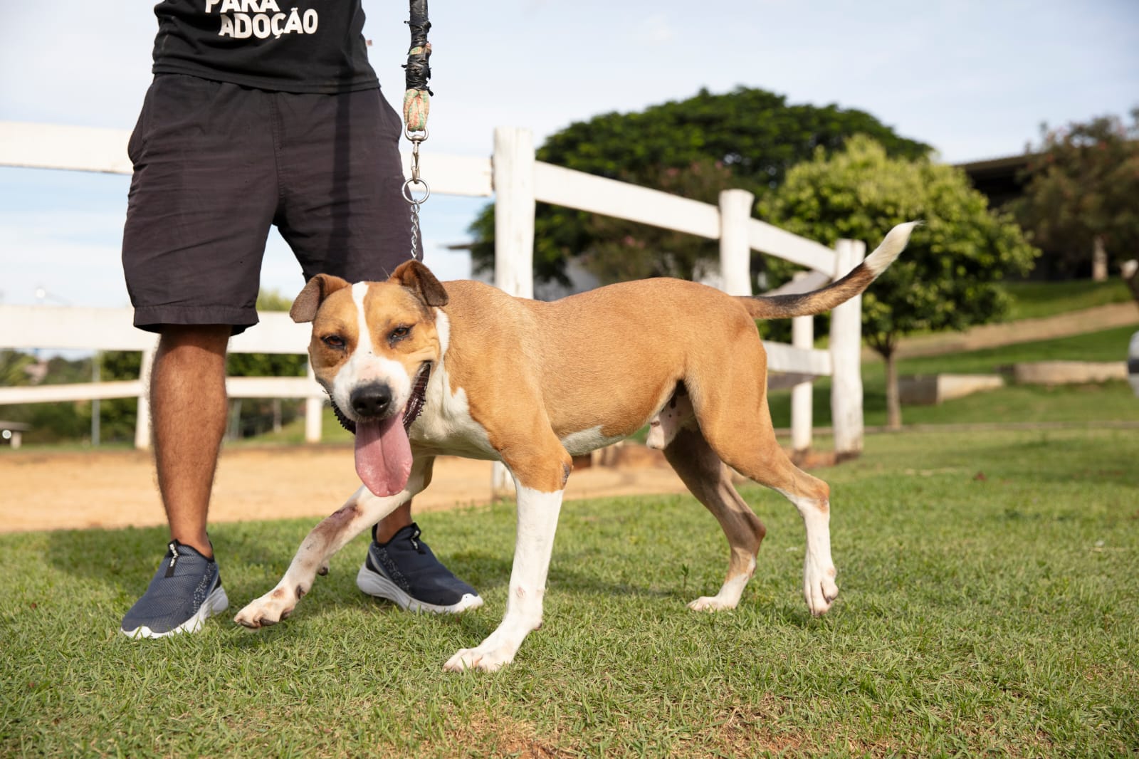Cães para Adoção