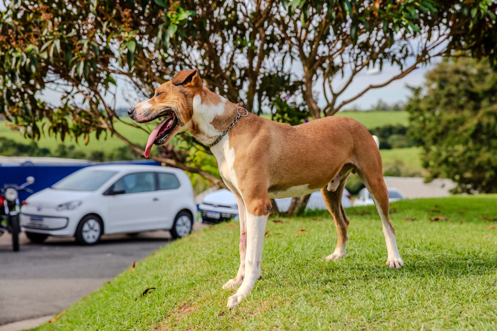 Cães para Adoção