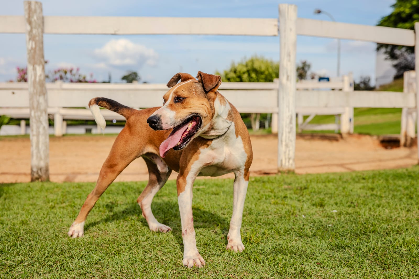 Cães para Adoção