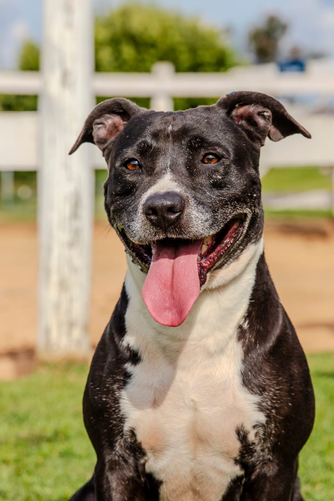 Cães para Adoção