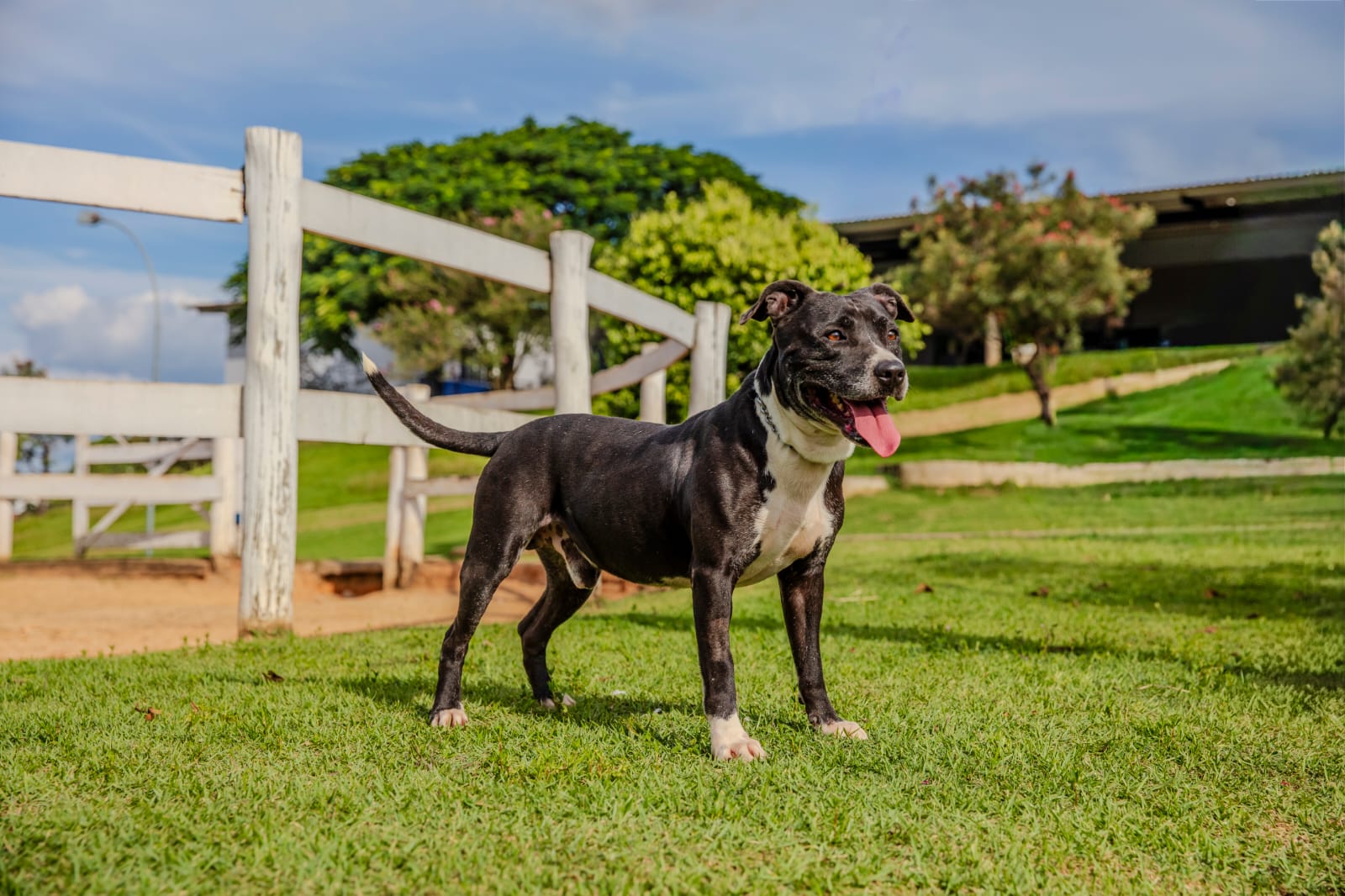Cães para Adoção