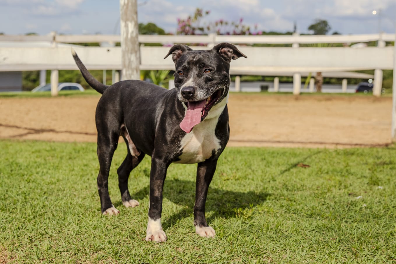 Cães para Adoção