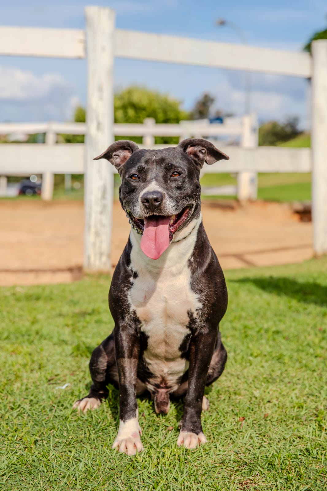 Cães para Adoção