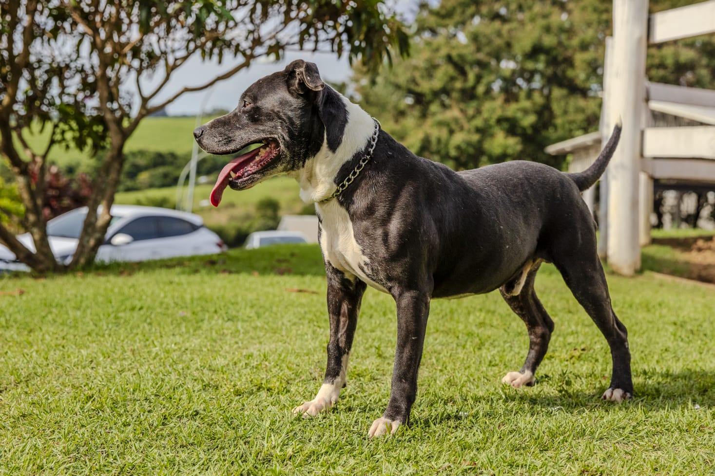 Cães para Adoção