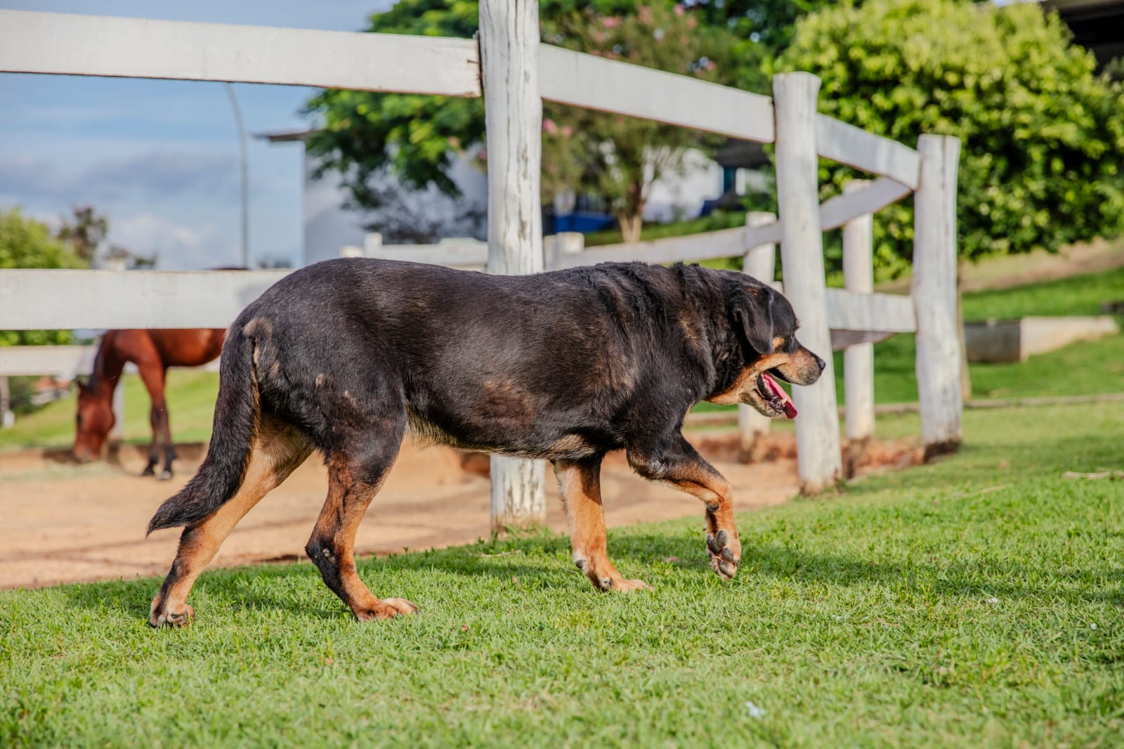 Cães para Adoção