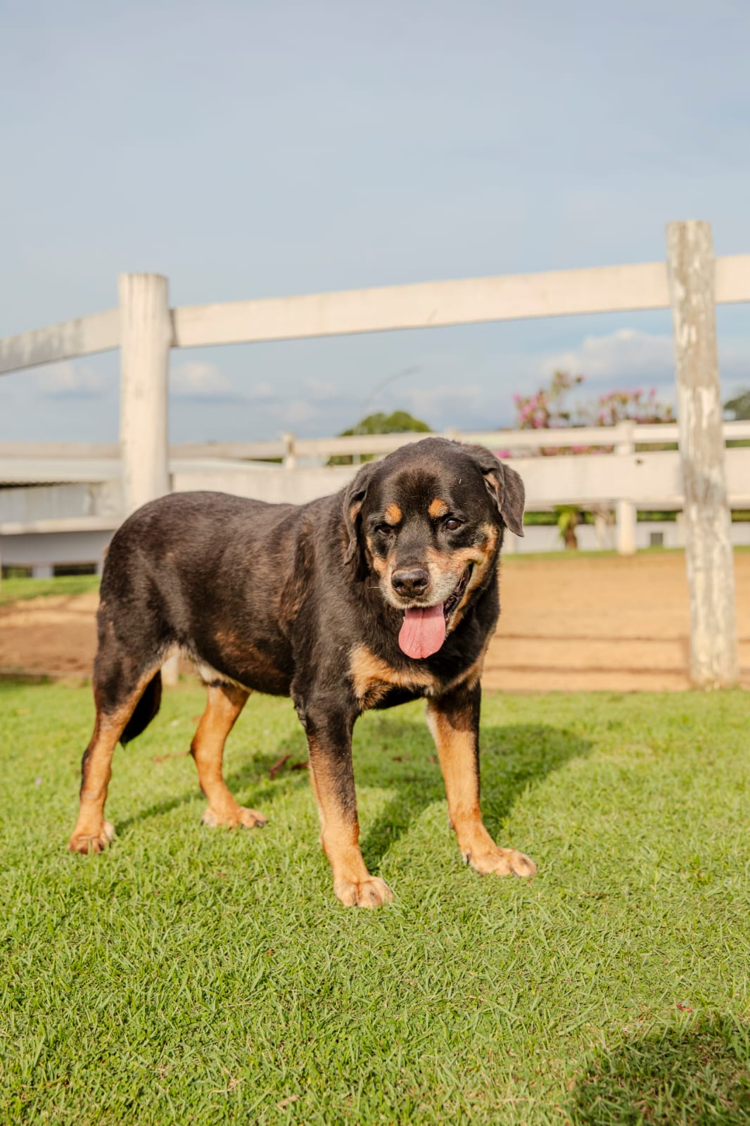 Cães para Adoção