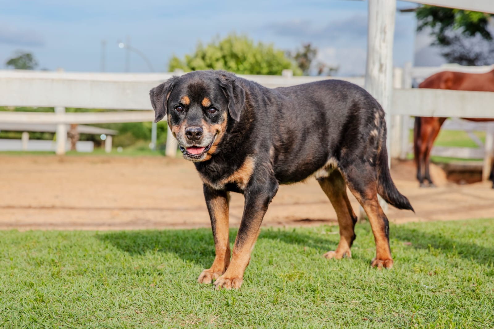 Cães para Adoção