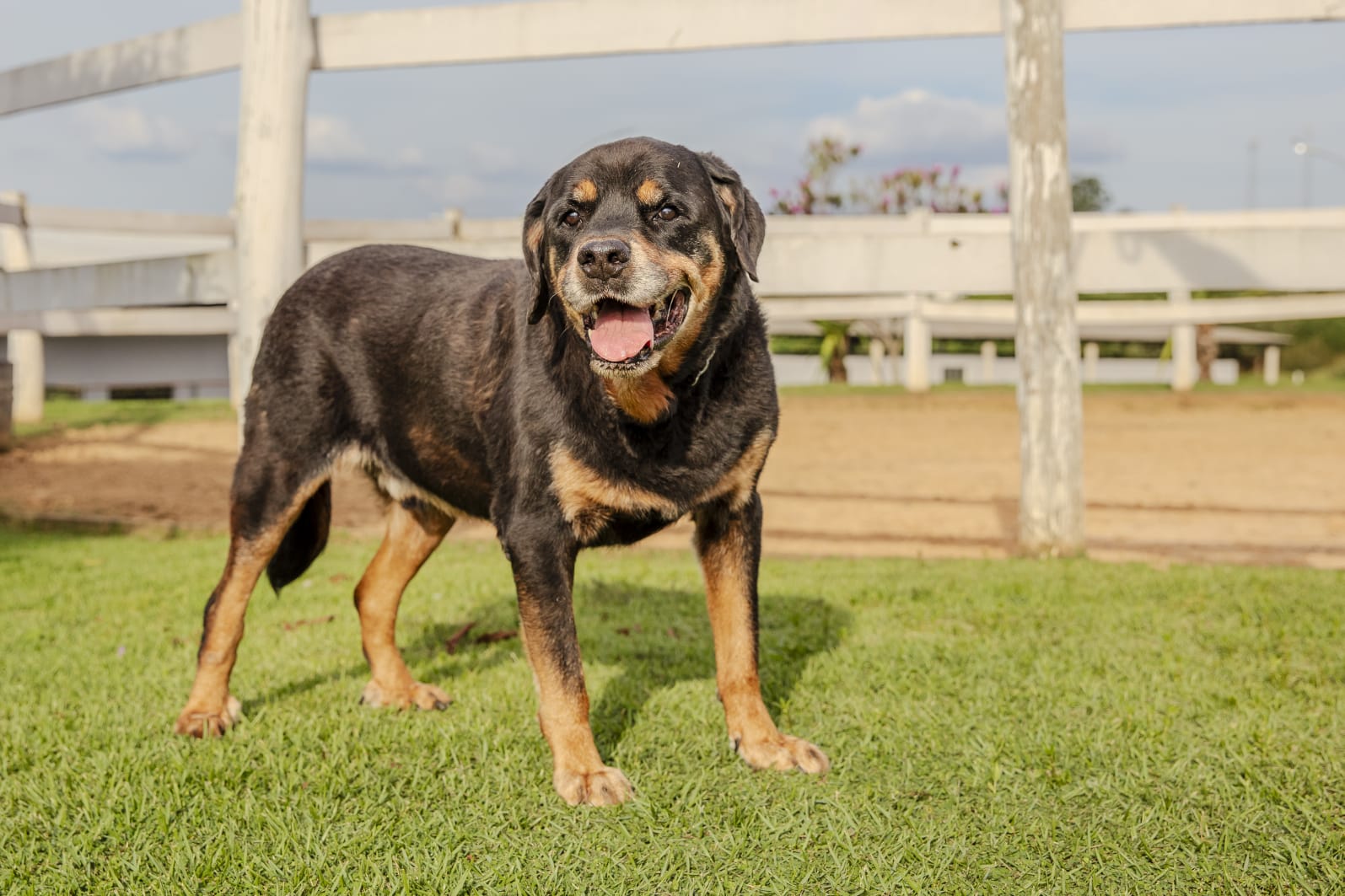 Cães para Adoção
