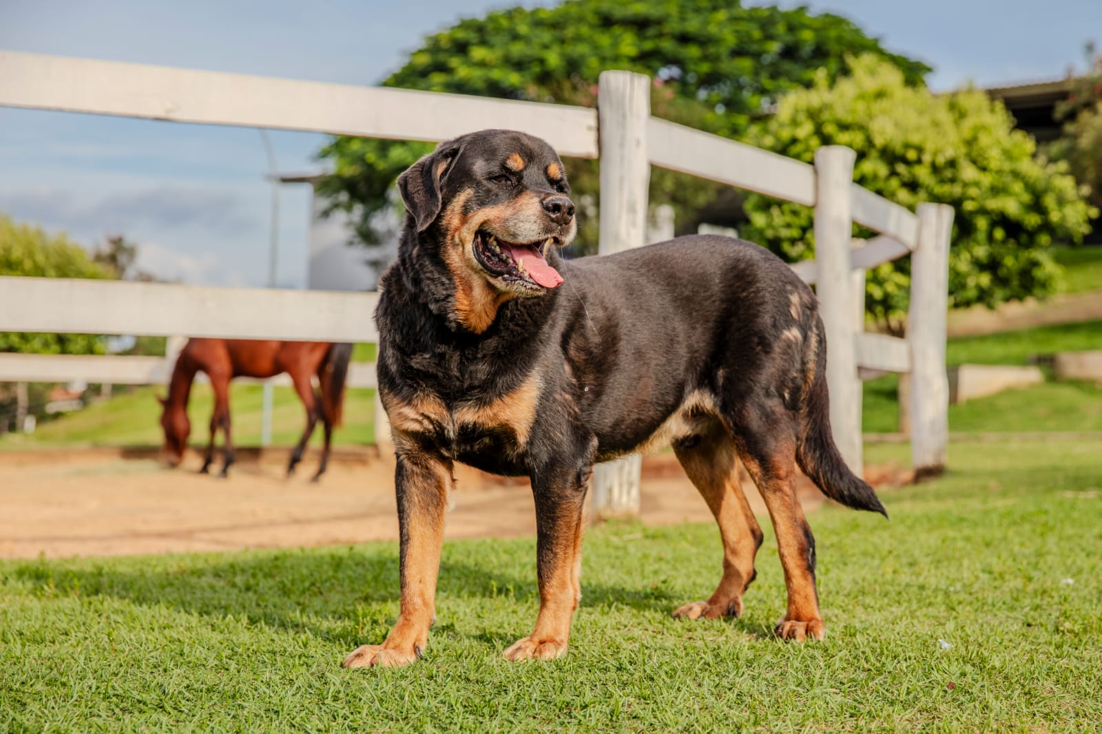 Cães para Adoção