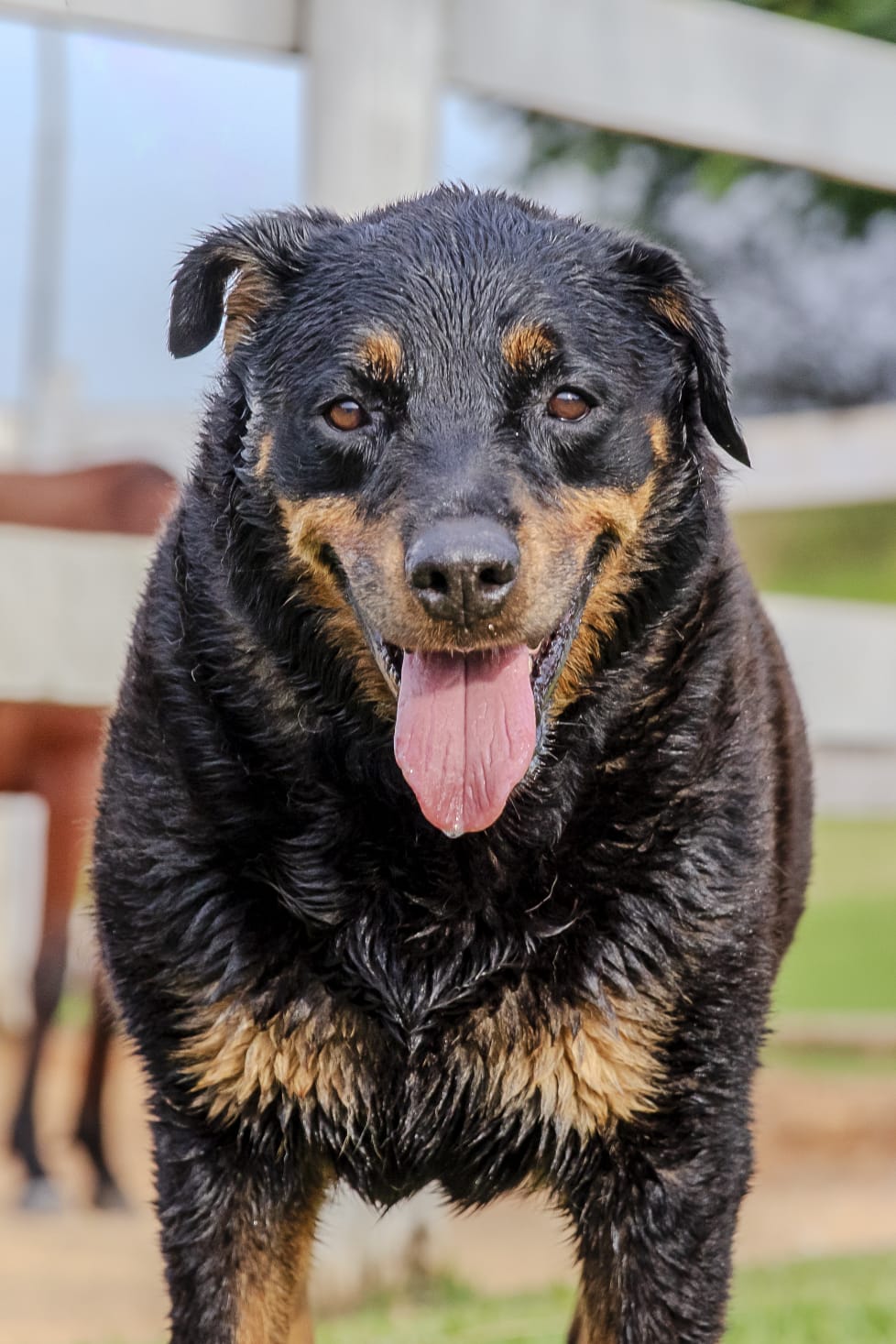 Cães para Adoção