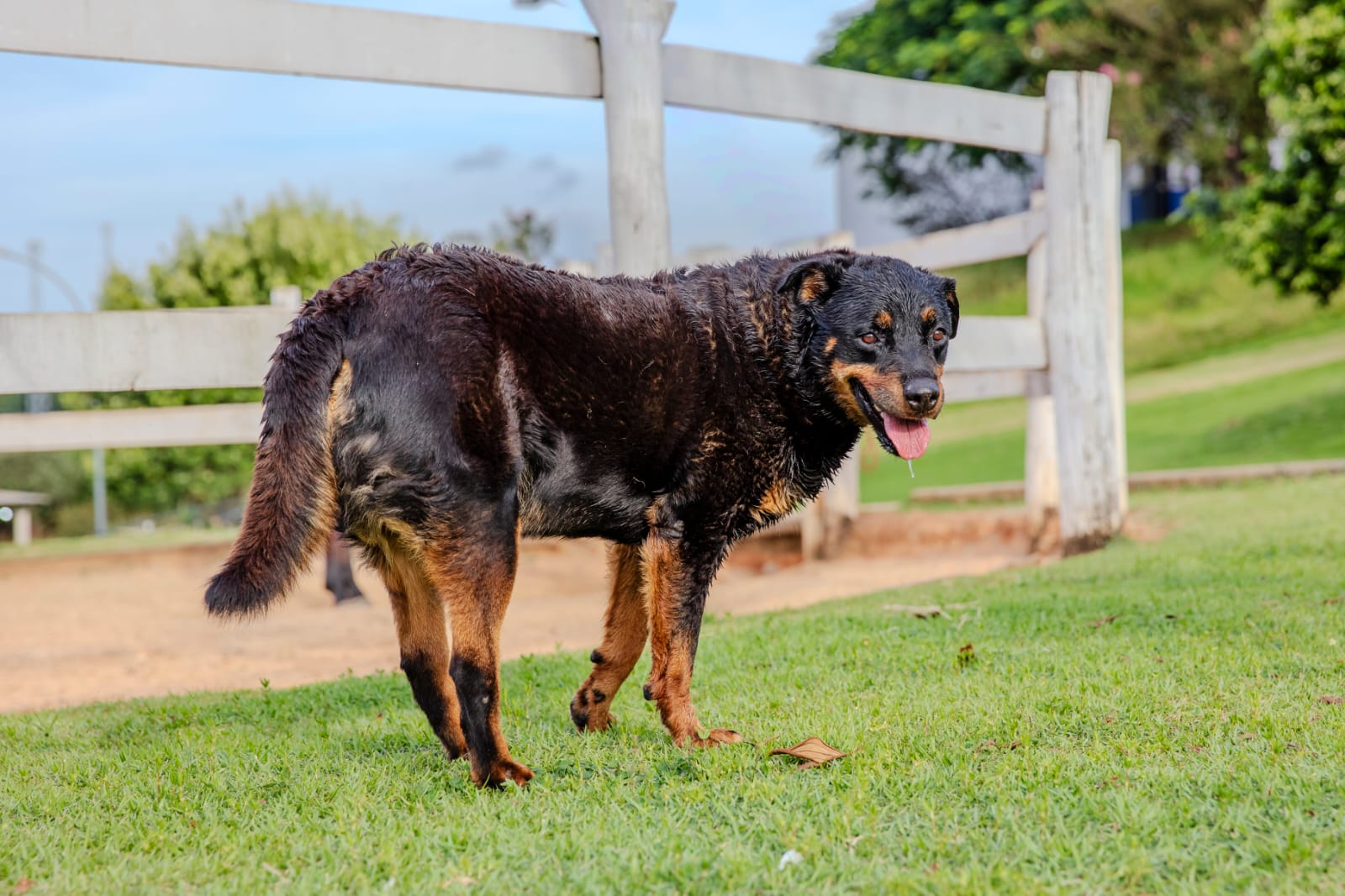 Cães para Adoção