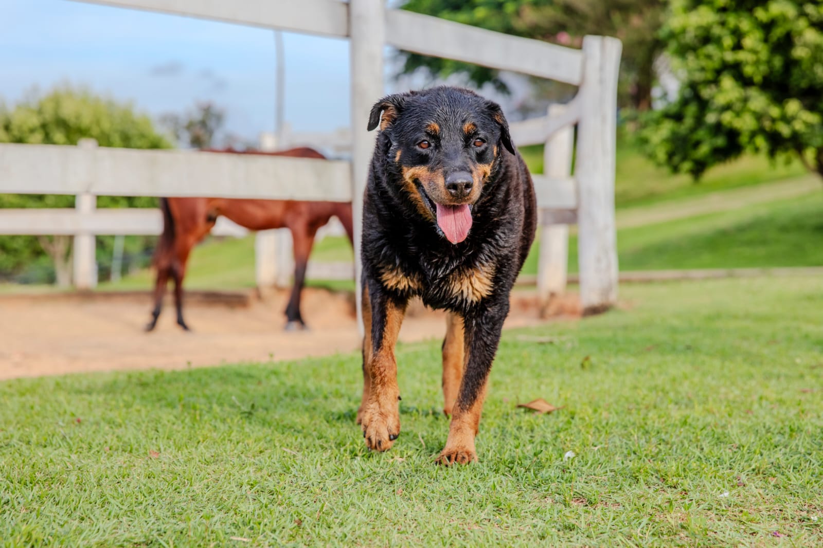 Cães para Adoção