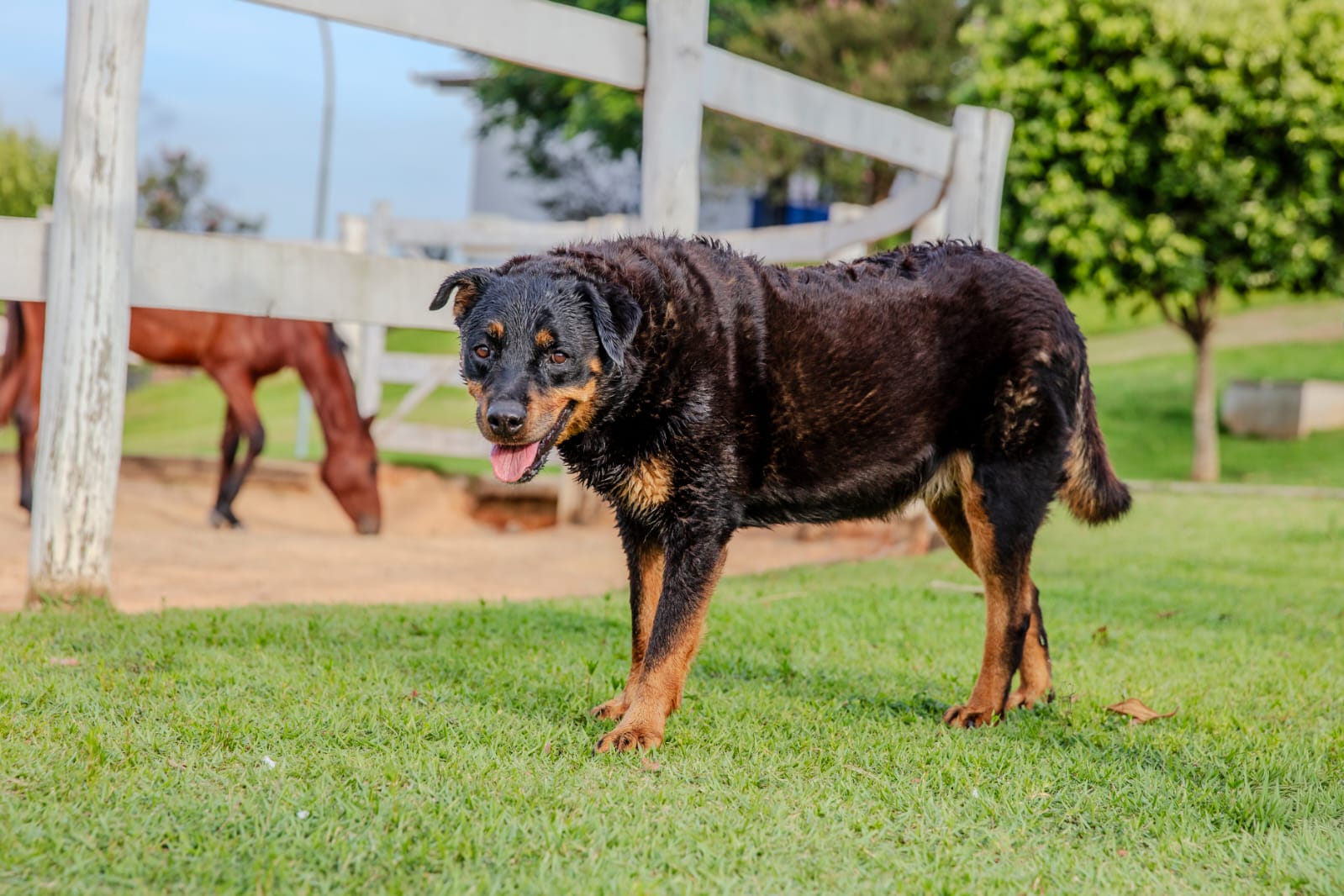 Cães para Adoção