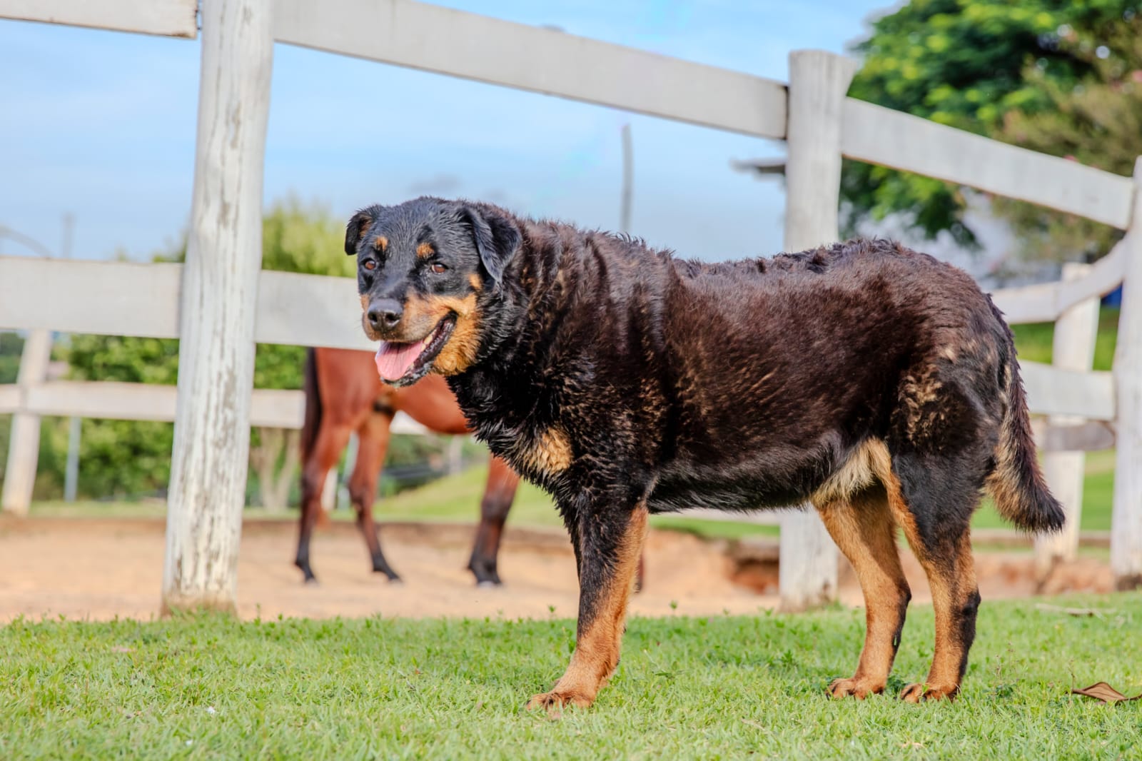 Cães para Adoção