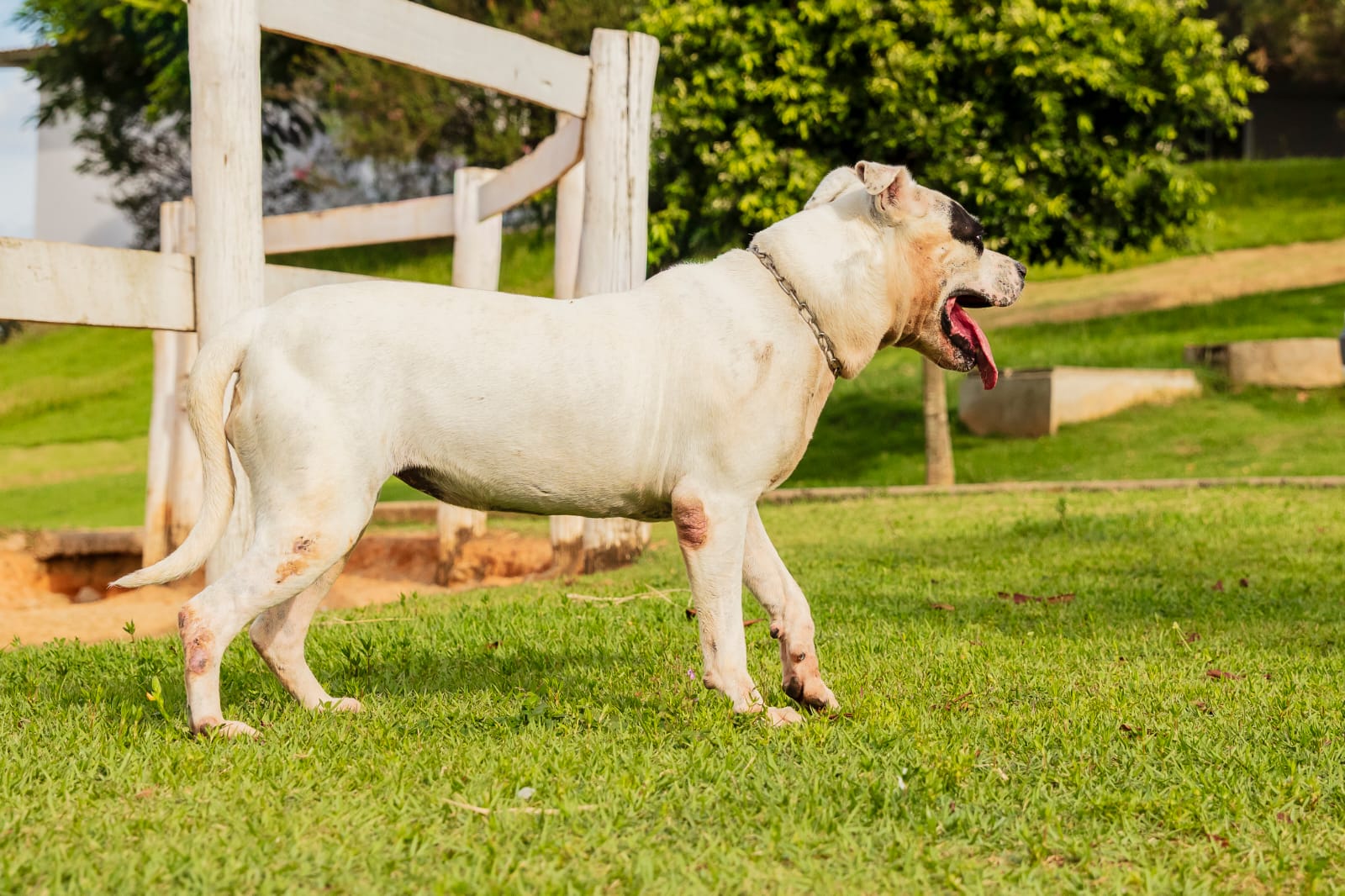Cães para Adoção