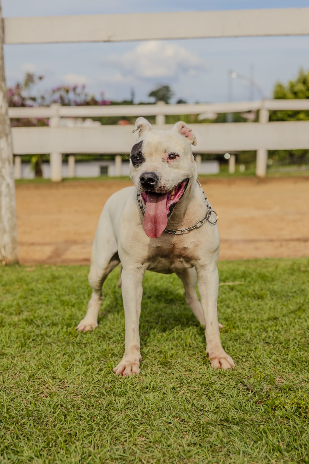 Cães para Adoção