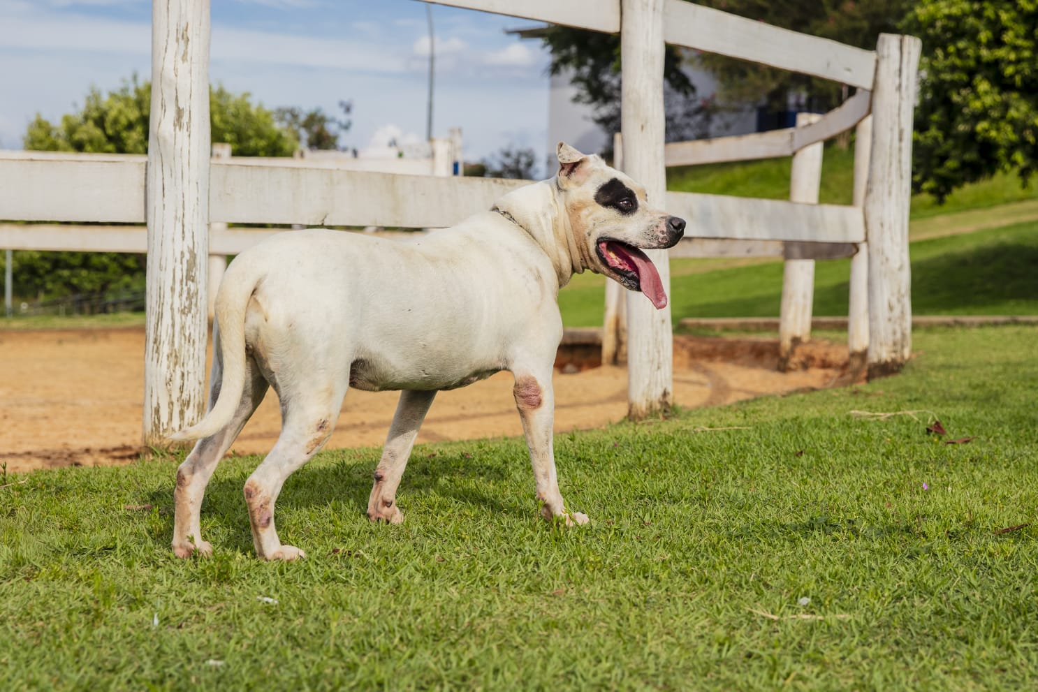 Cães para Adoção