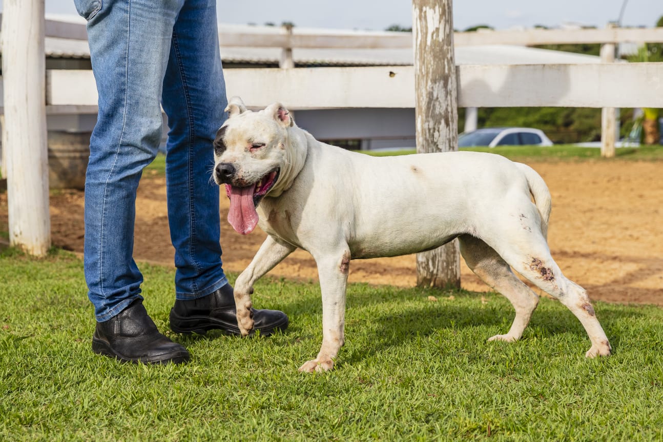 Cães para Adoção