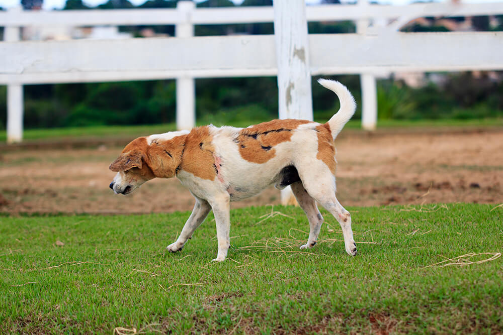 Cães para Adoção