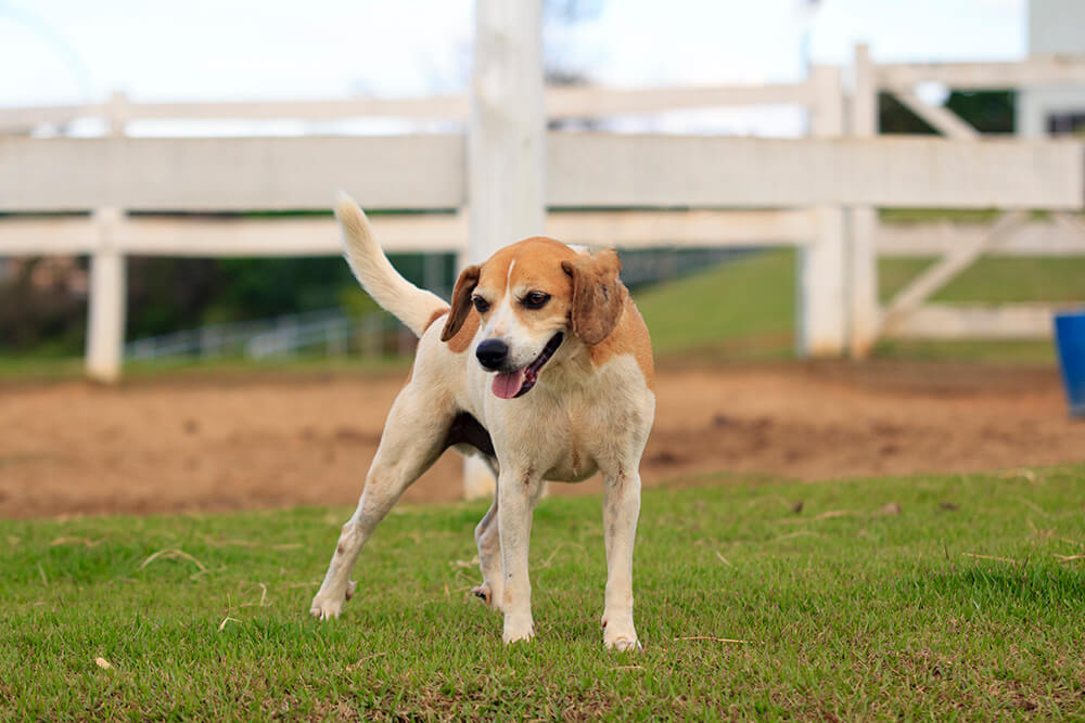 Cães para Adoção