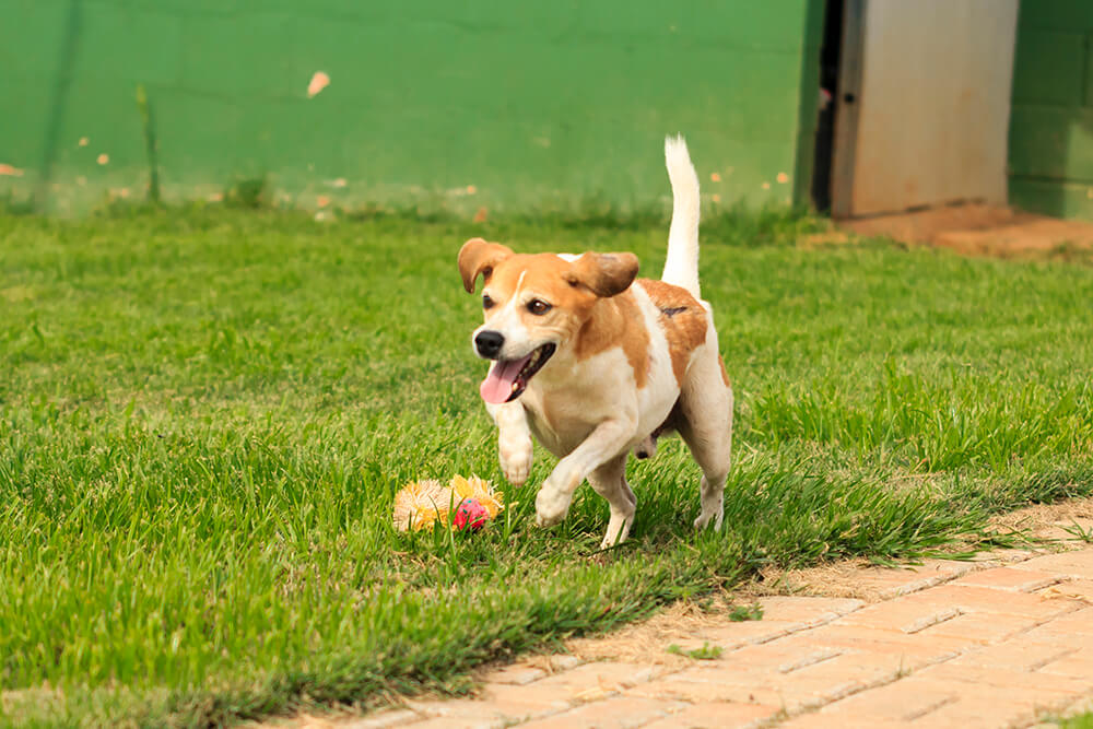 Cães para Adoção