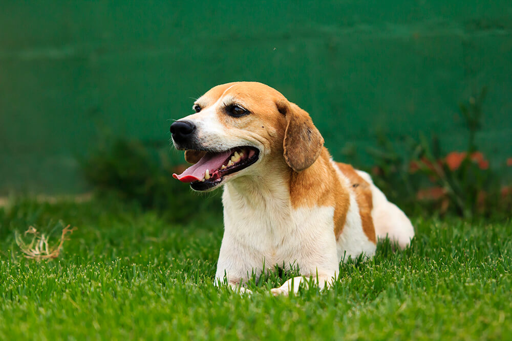 Cães para Adoção