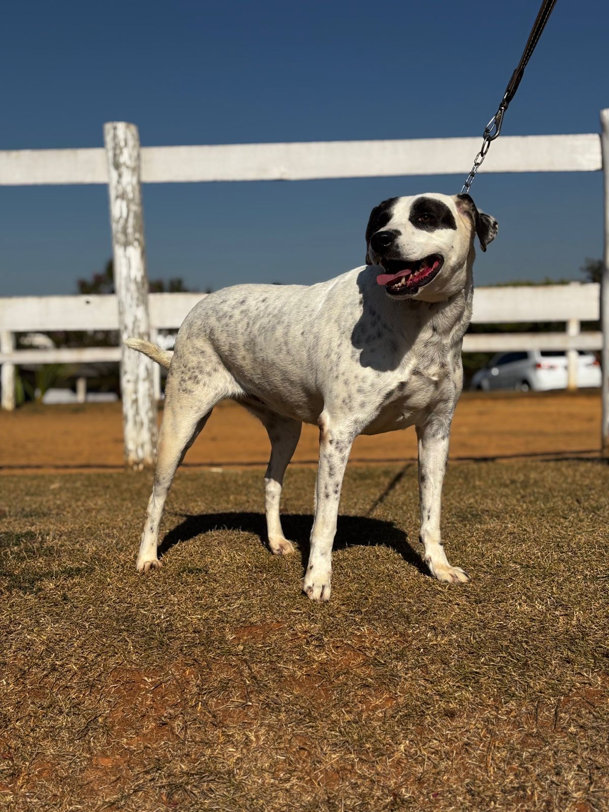 Cães para Adoção