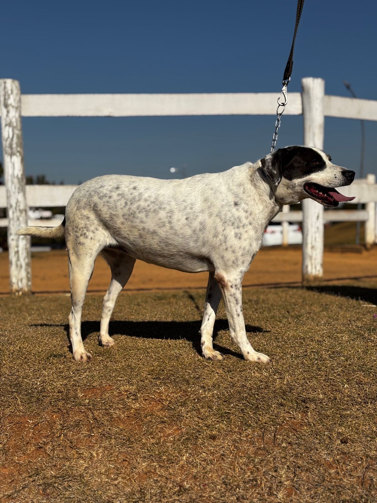 Cães para Adoção
