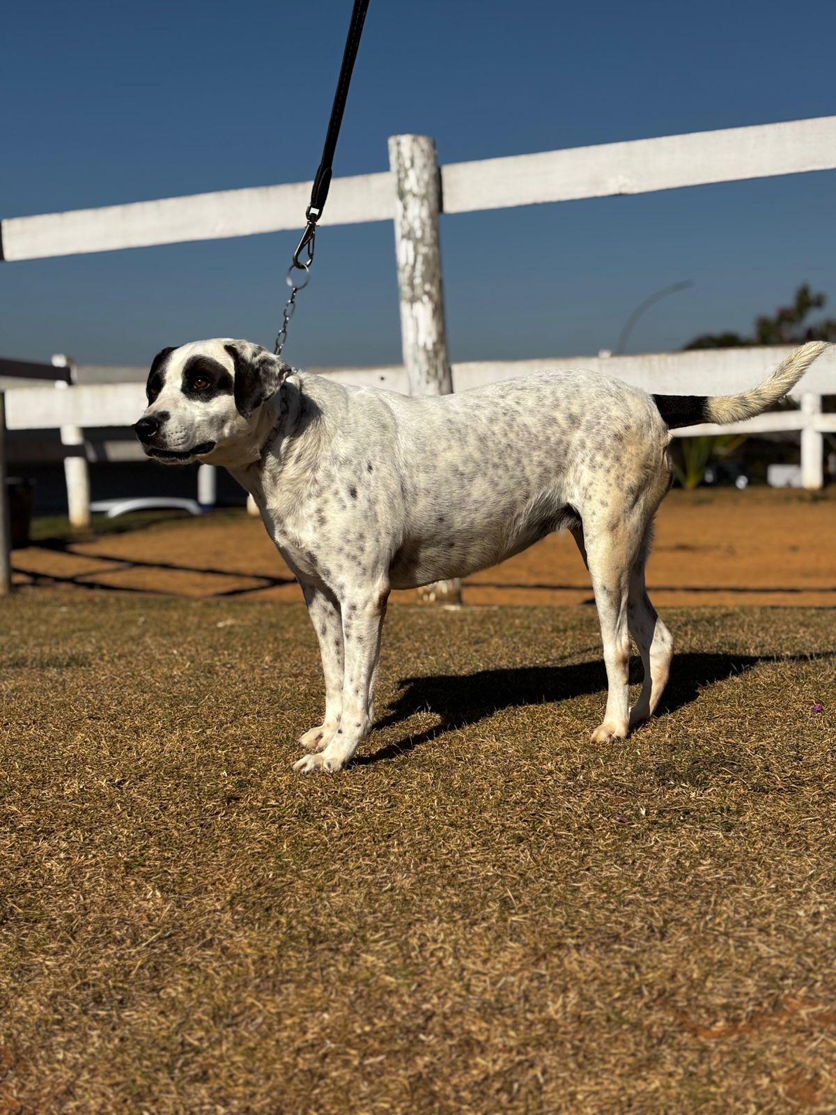 Cães para Adoção