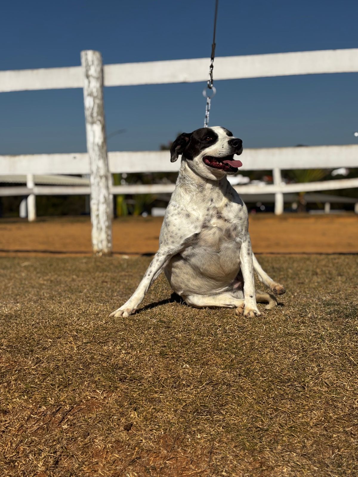 Cães para Adoção