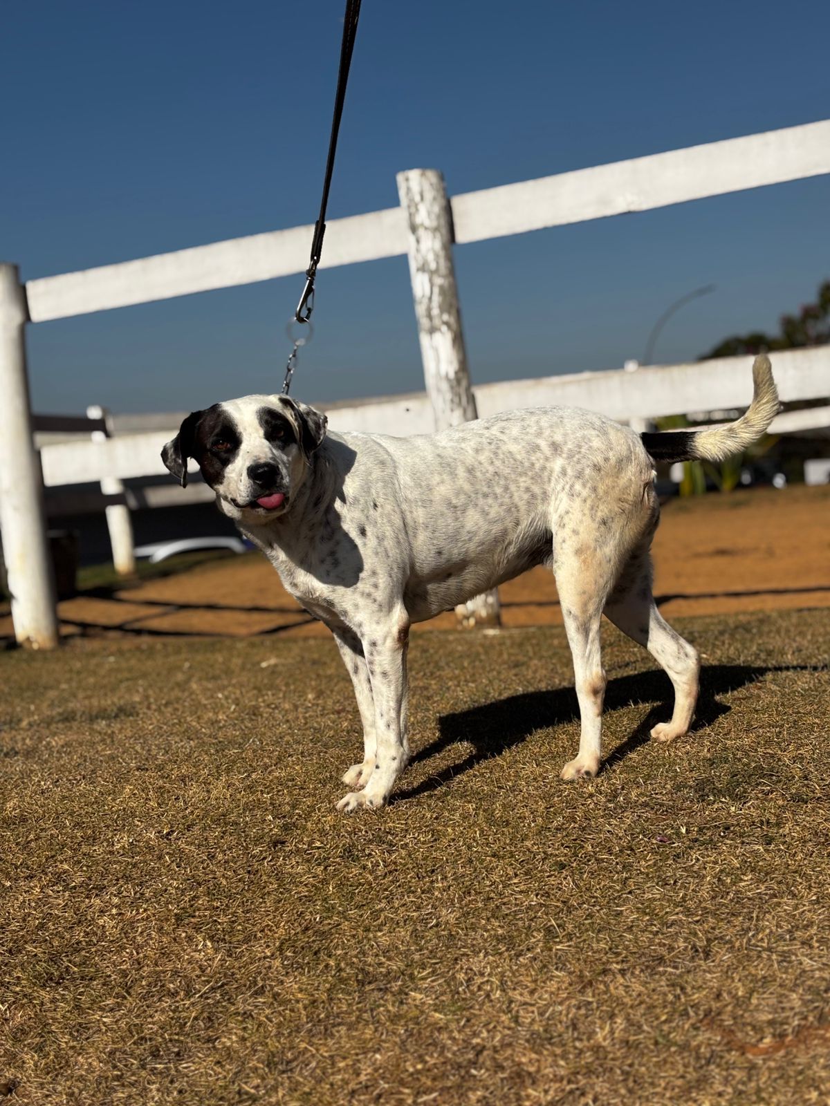 Cães para Adoção