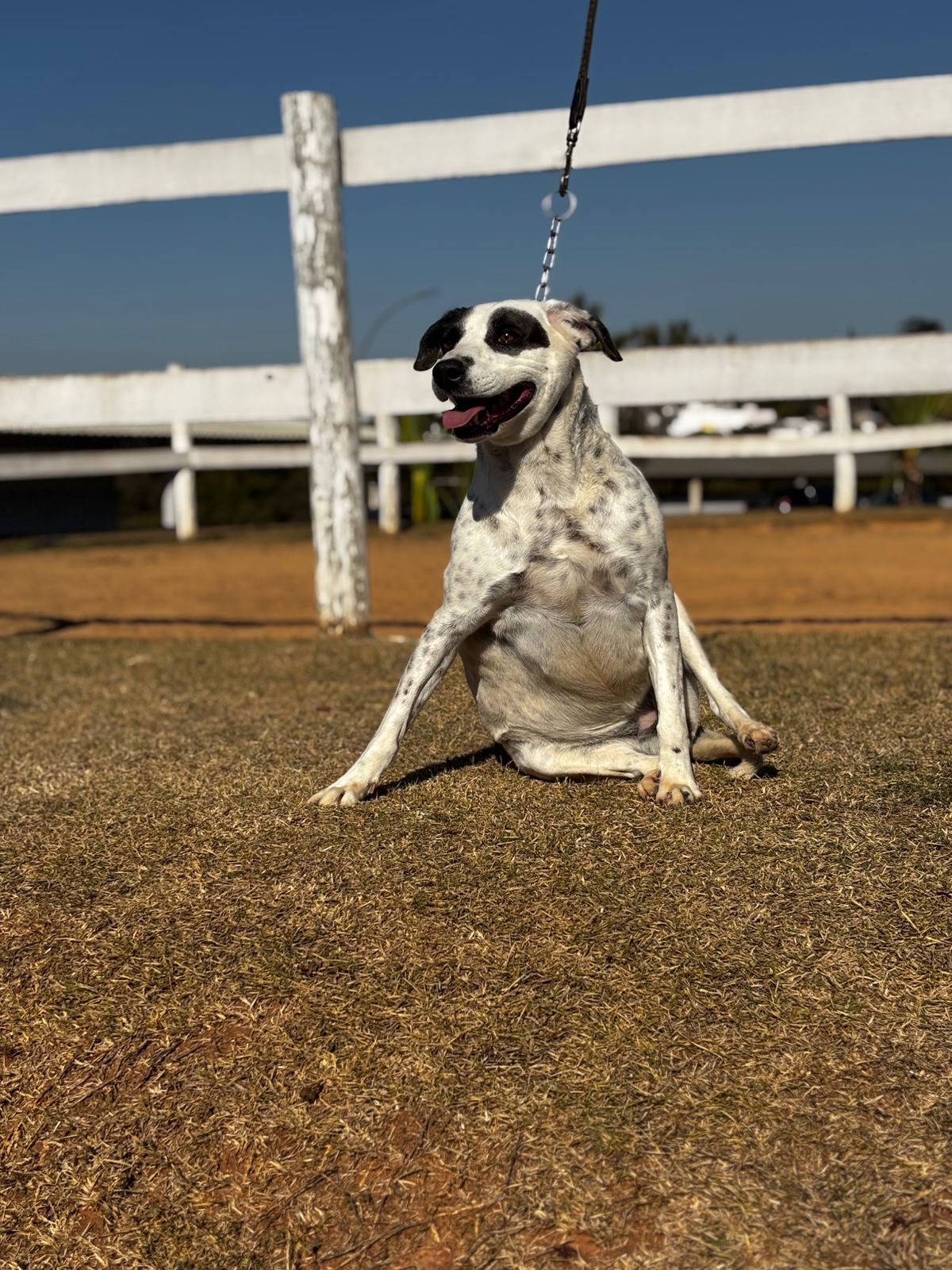 Cães para Adoção