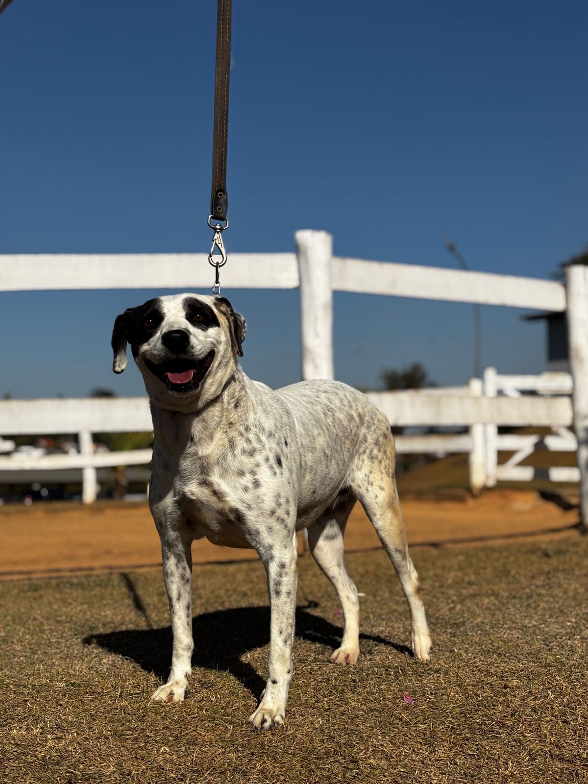 Cães para Adoção
