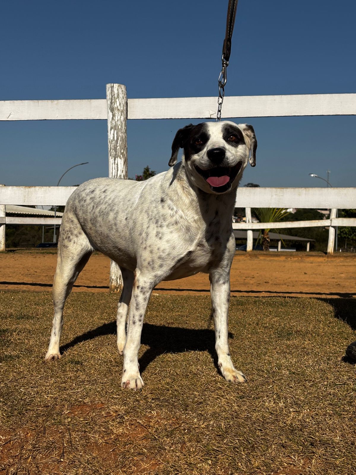 Cães para Adoção