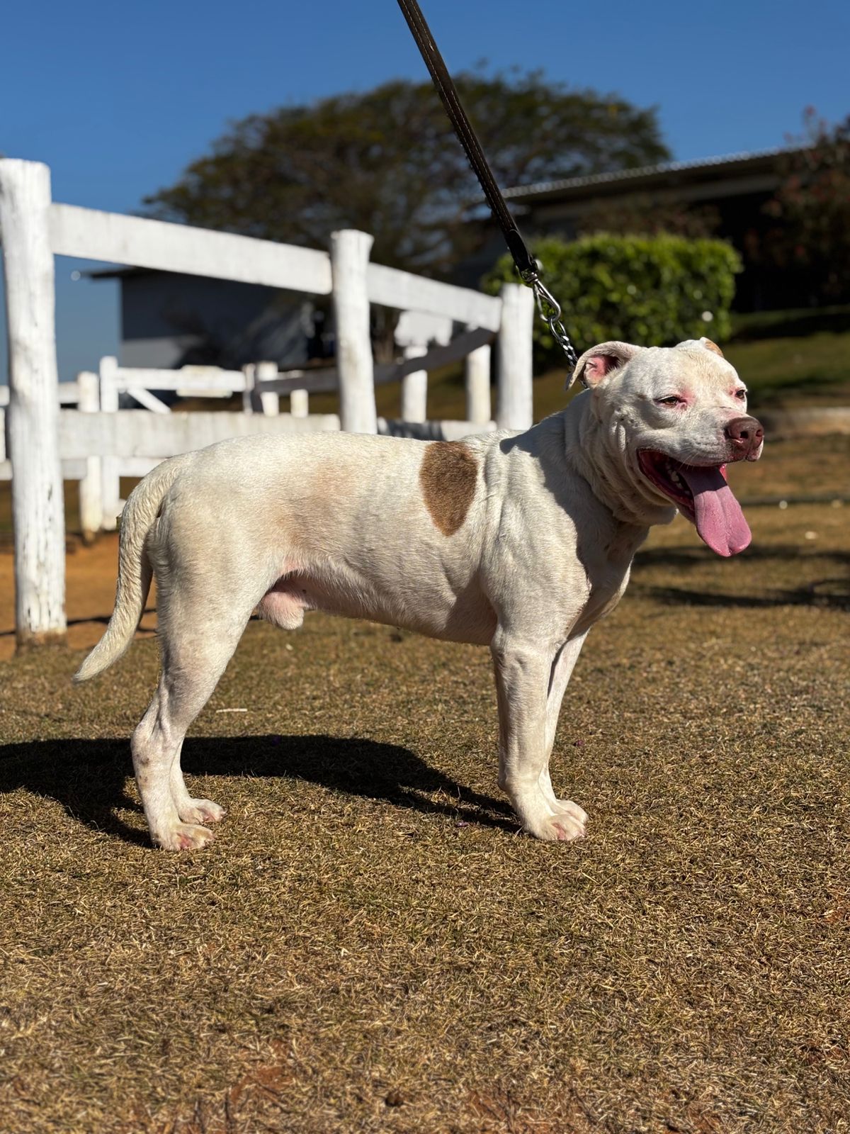 Cães para Adoção