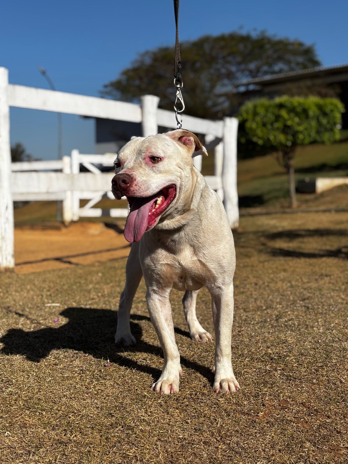 Cães para Adoção