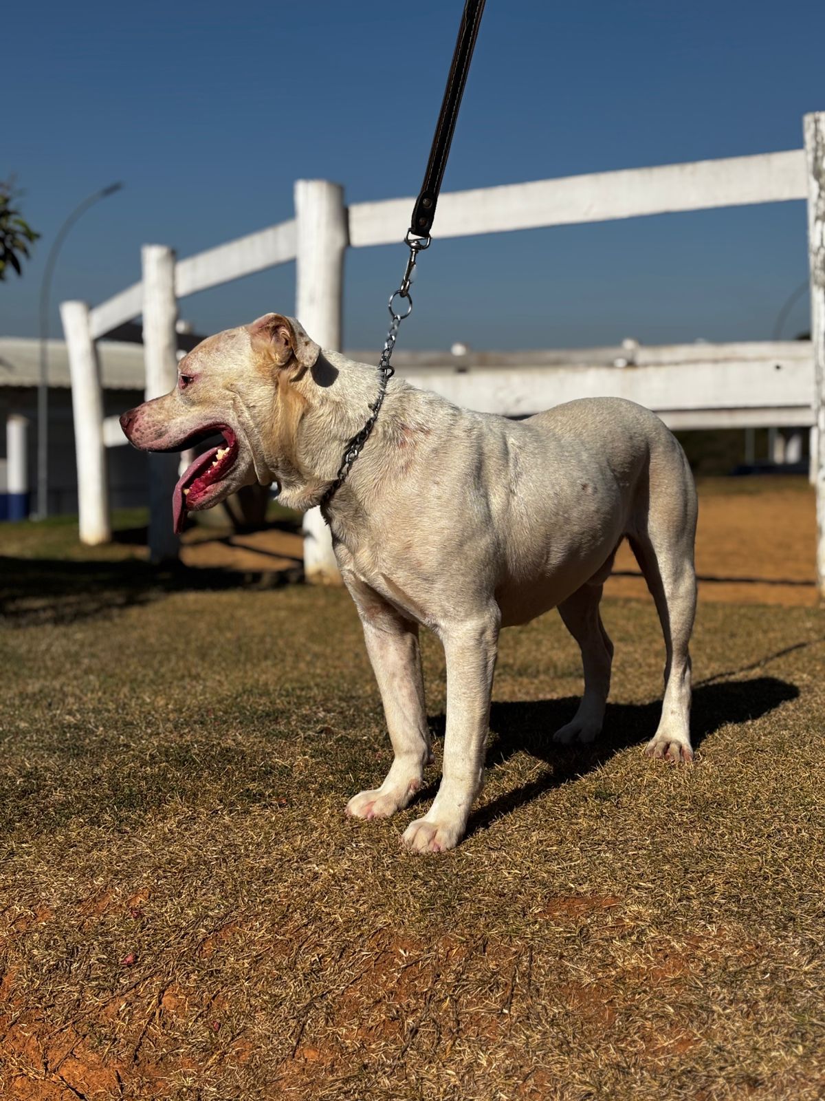 Cães para Adoção
