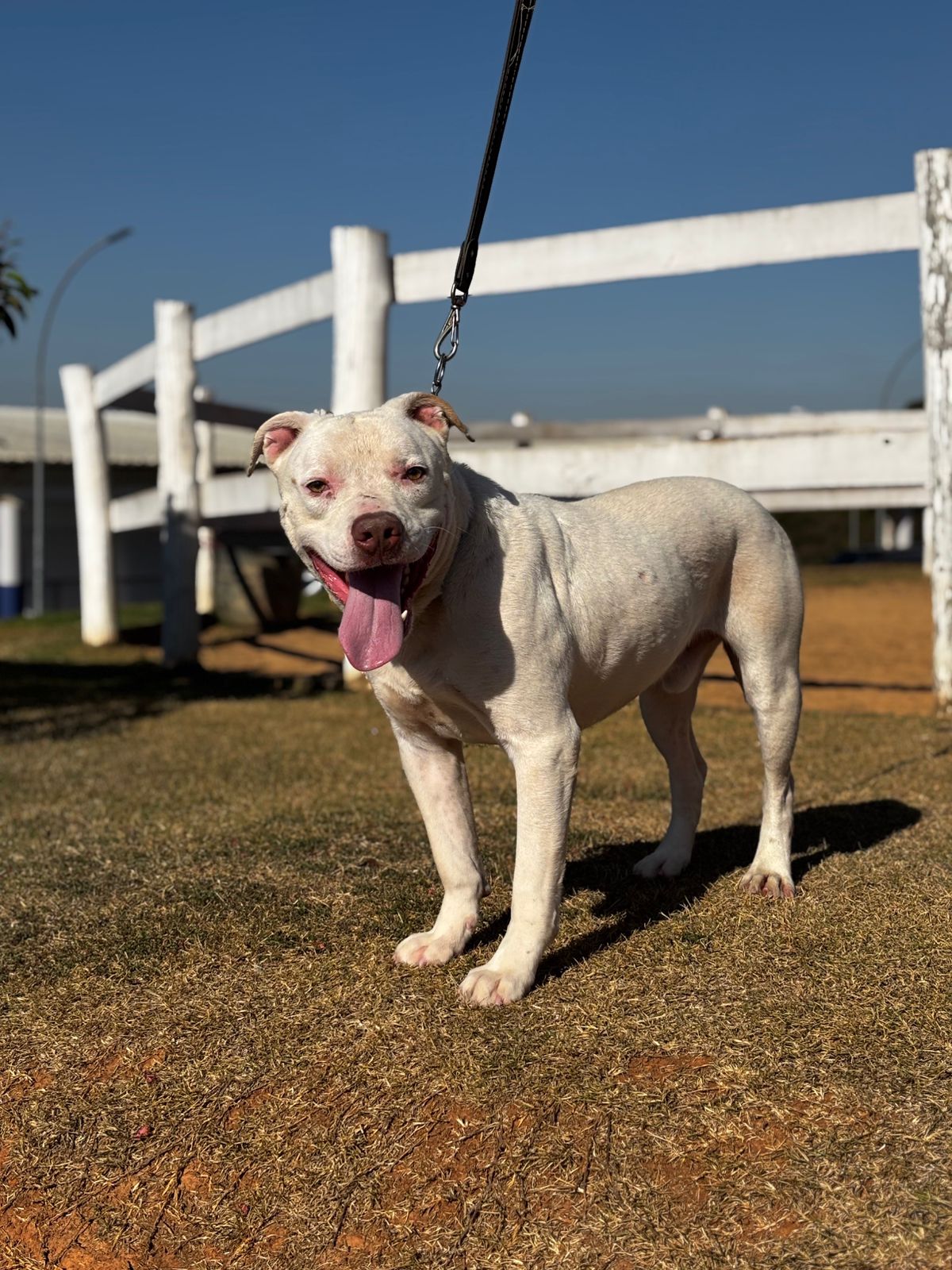 Cães para Adoção