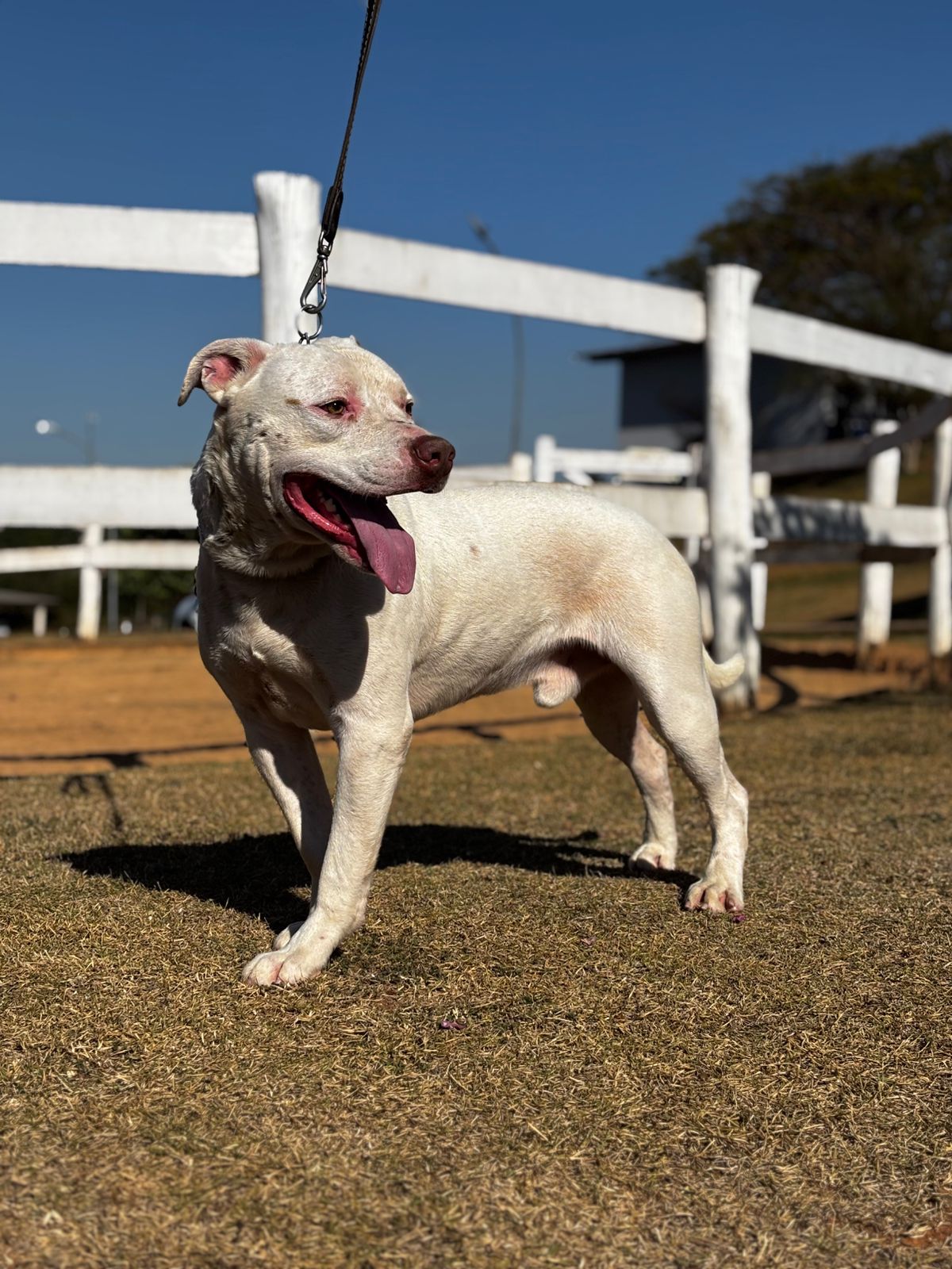 Cães para Adoção