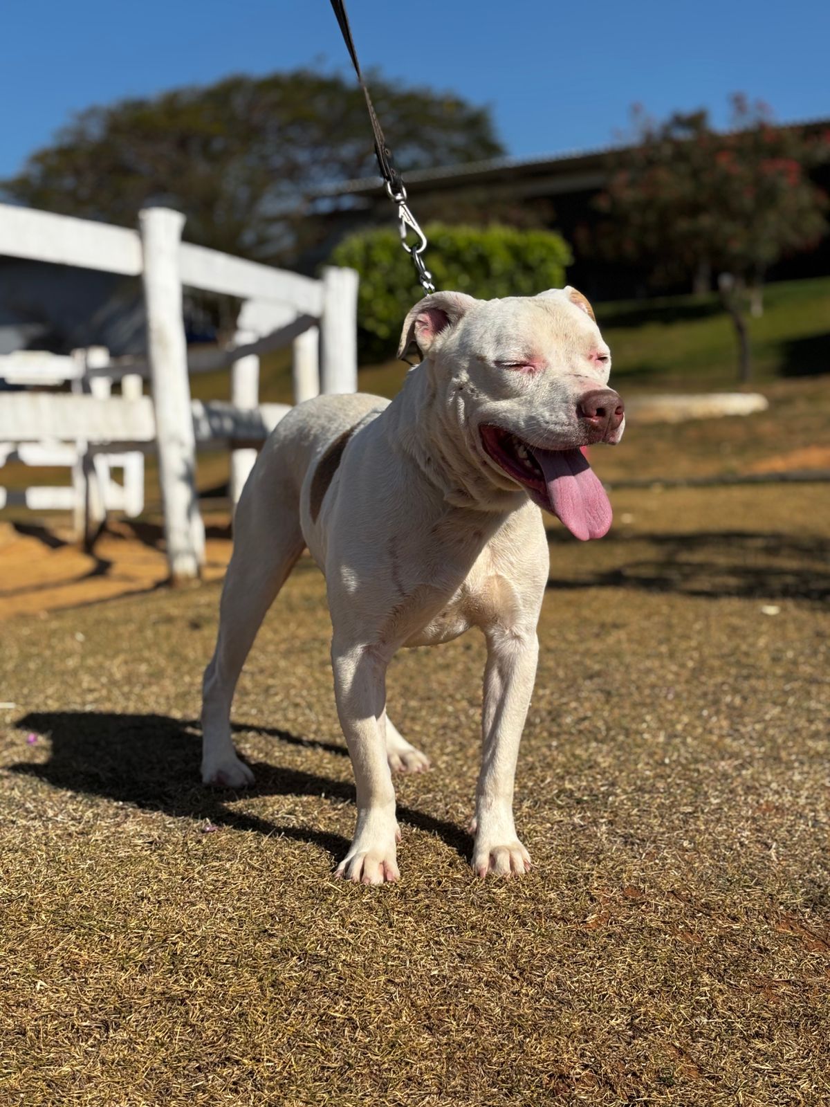 Cães para Adoção