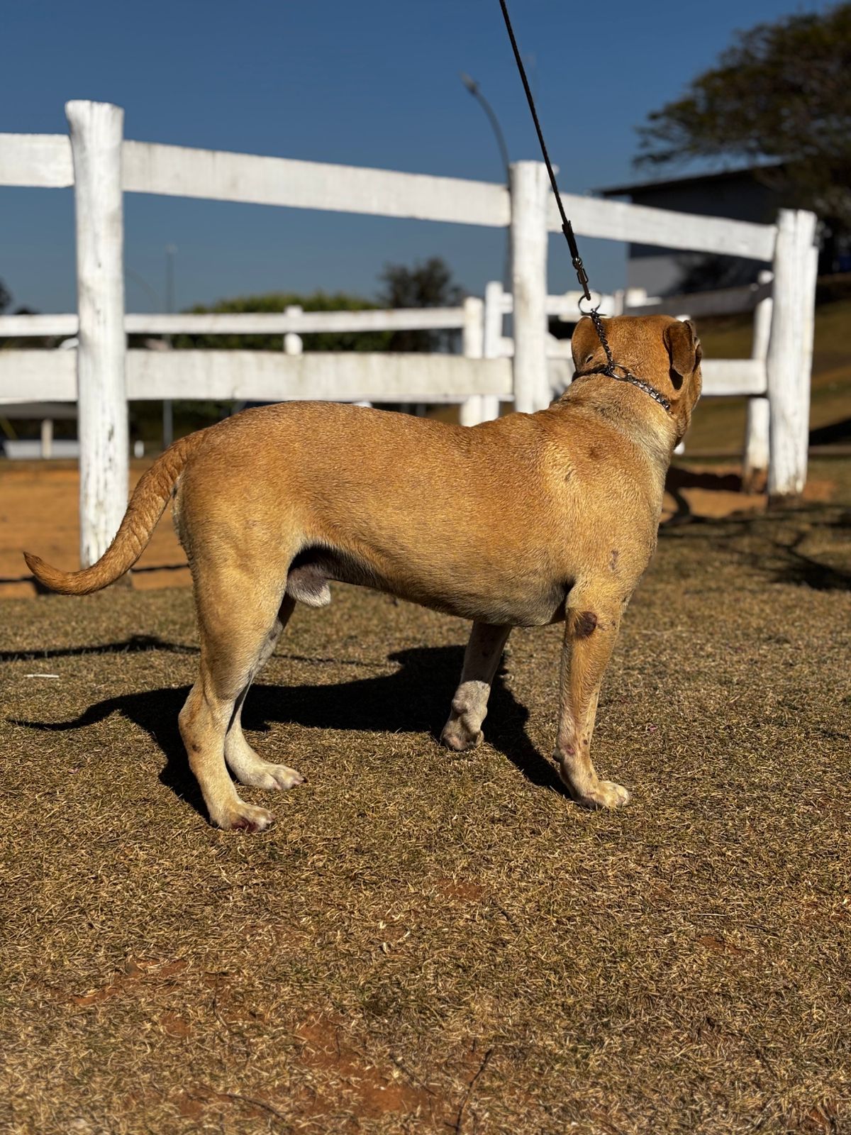 Cães para Adoção