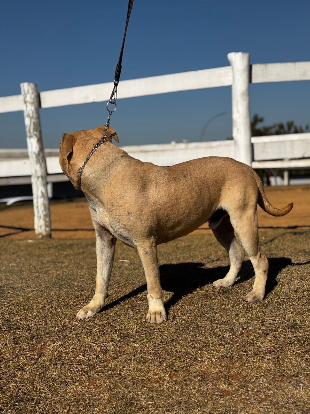 Cães para Adoção