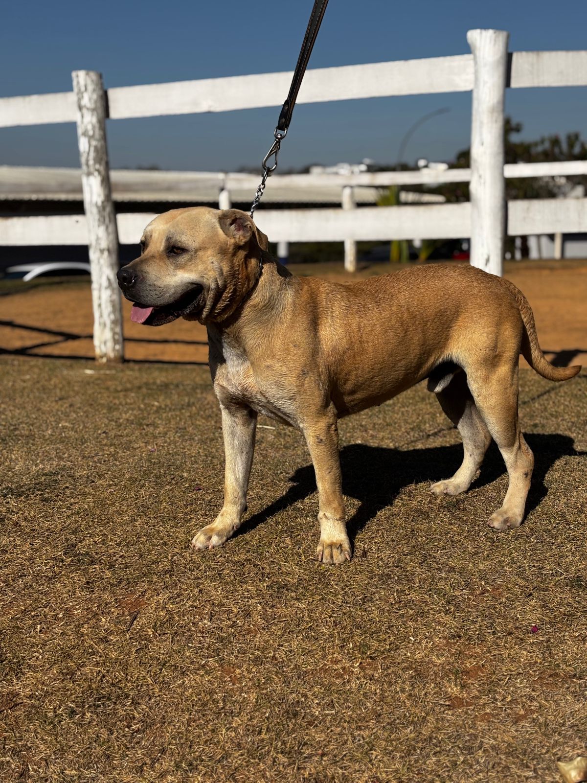 Cães para Adoção