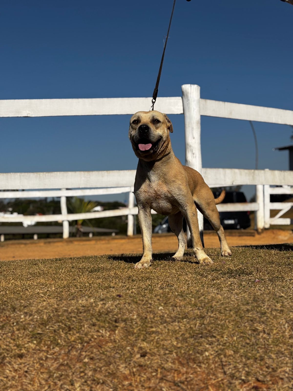 Cães para Adoção